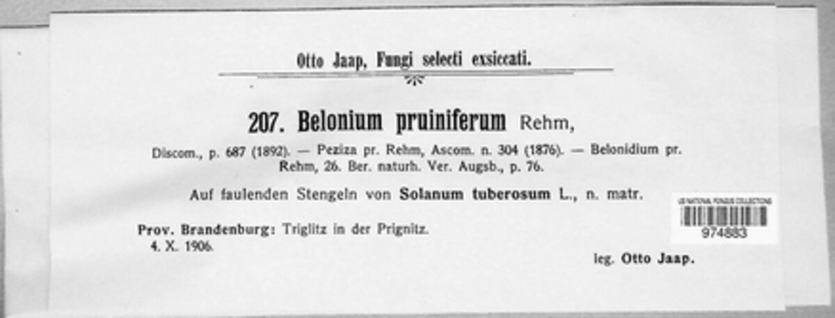 Belonium pruiniferum image